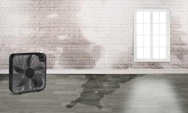 Best Water damage contractors near me  in Rocky Mount, VA
